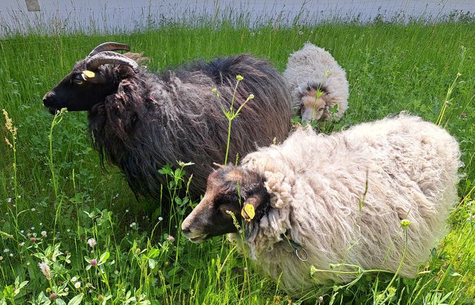 Drei Schafe grasen auf einer grünen Wiese